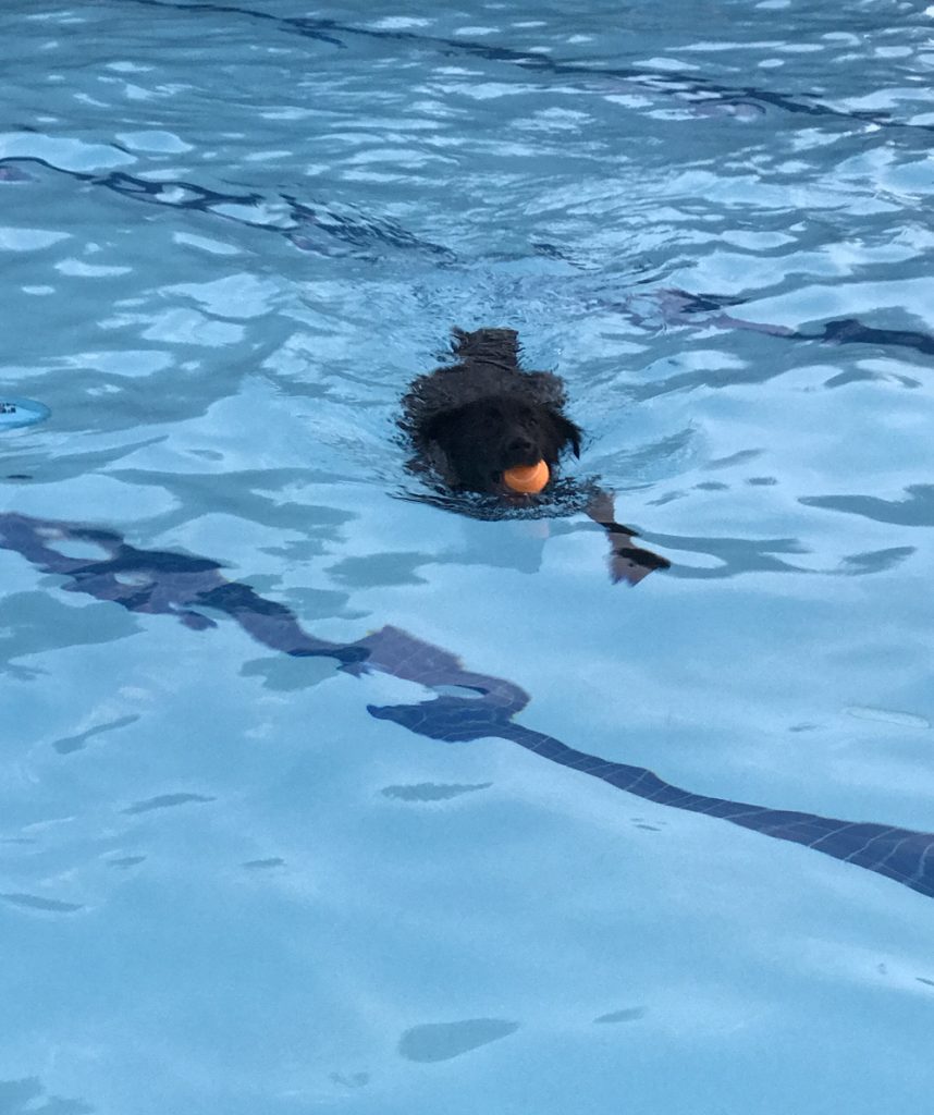 dog swimming pool