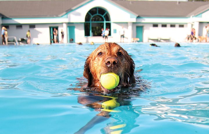 summer-dog-activities