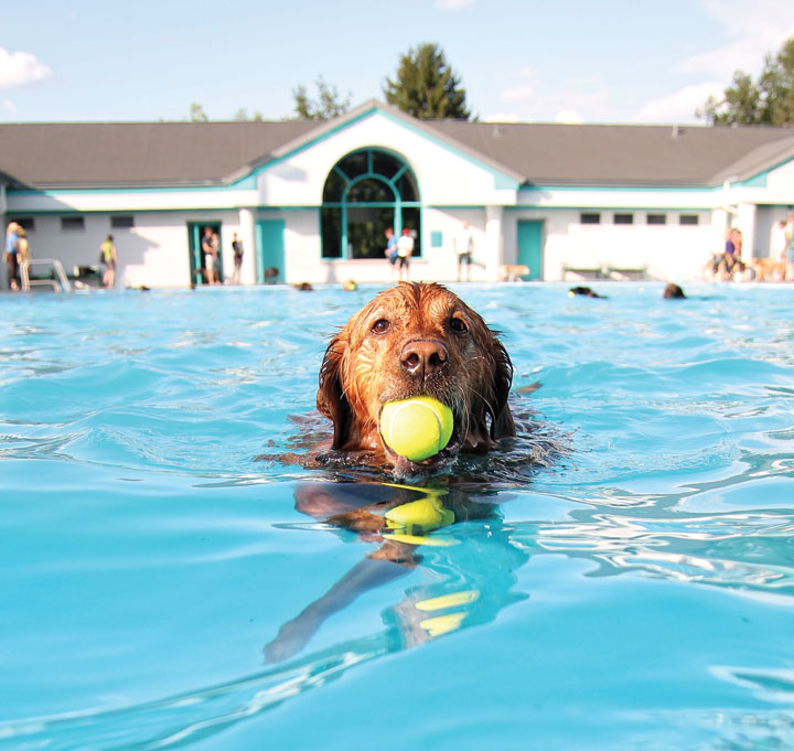 summer-dog-activities