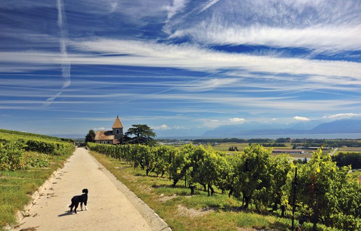 pet-friendly wineries