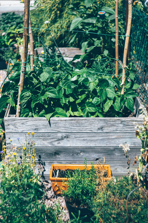 herb garden