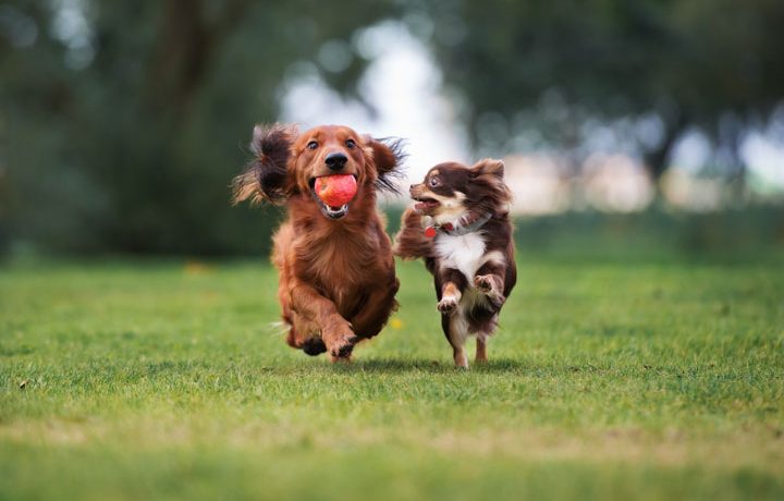 dog park prep