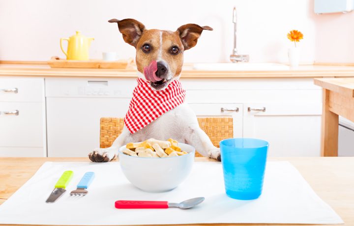 Best people food outlet for dogs