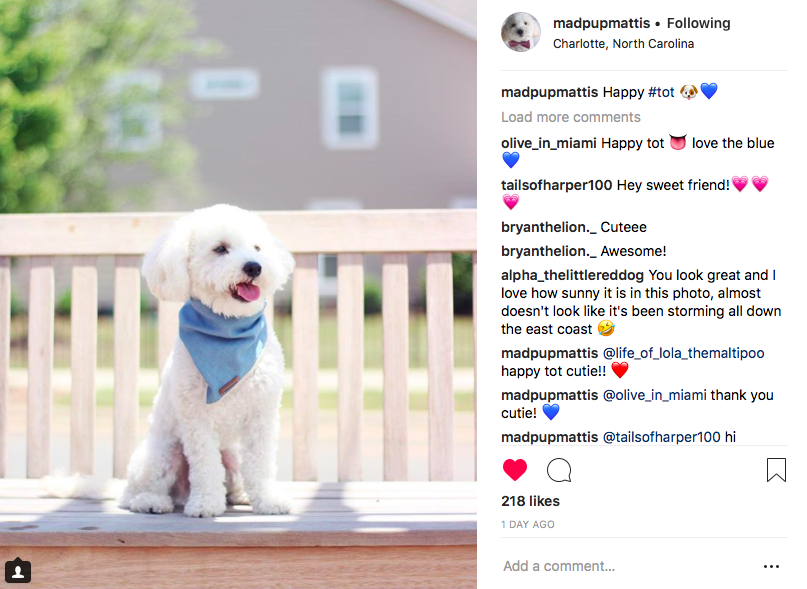 How to Create A Successful Instagram Account For Your Dog