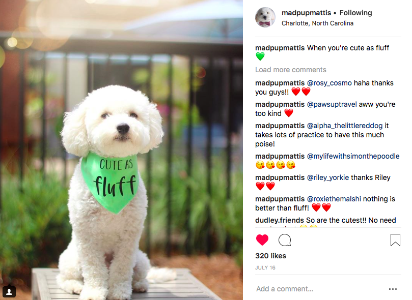 How To Create A Successful Instagram Account For Your Dog