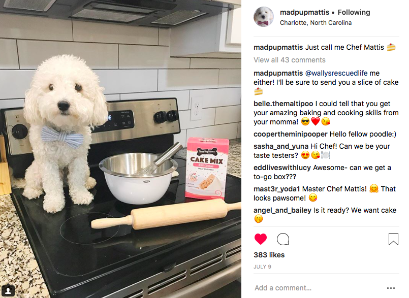 Instagram dog account names