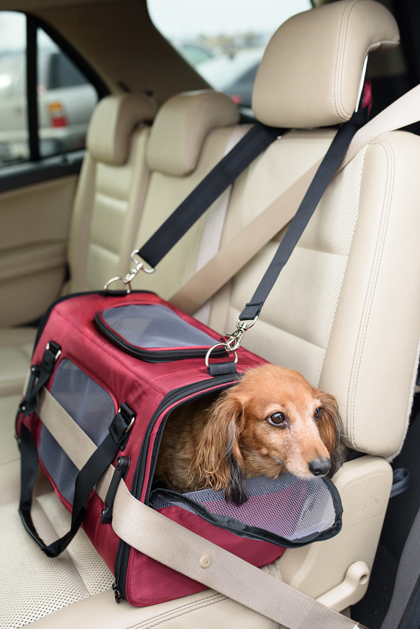 how to make your dog feel safe in the car