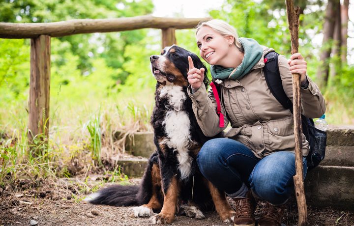 Can Bernese Mountain Dogs Hike the Trails Like Pros?