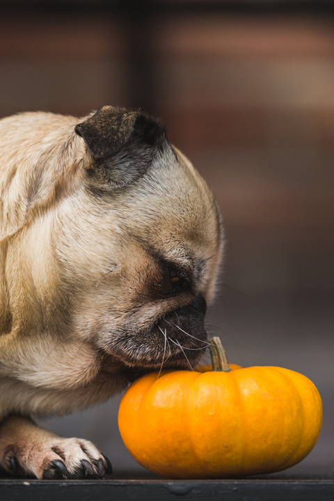 homemade pumpkin dog treats