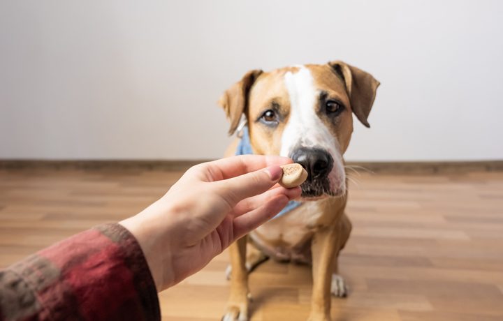 homemade pumpkin dog treats