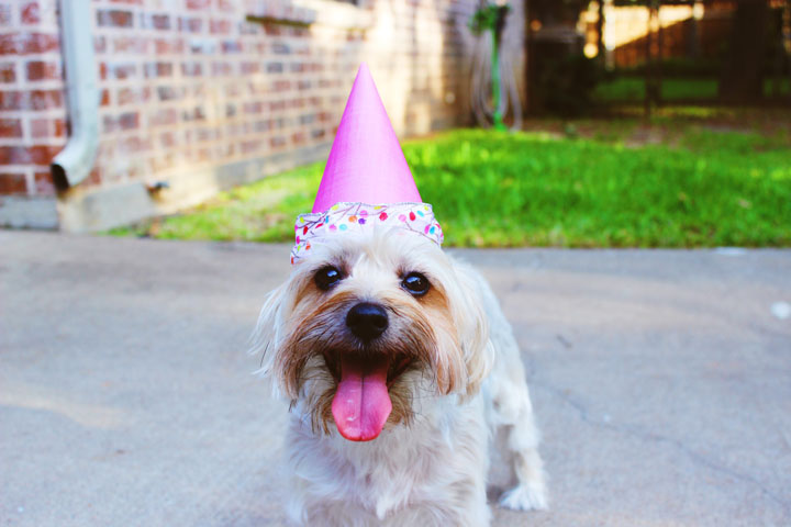 How to throw the perfect dog party