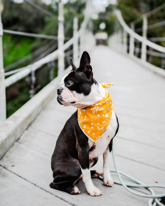 The 7 No-No's For Your Pet Business Instagram Account