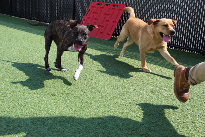 dogs playing at dogizone