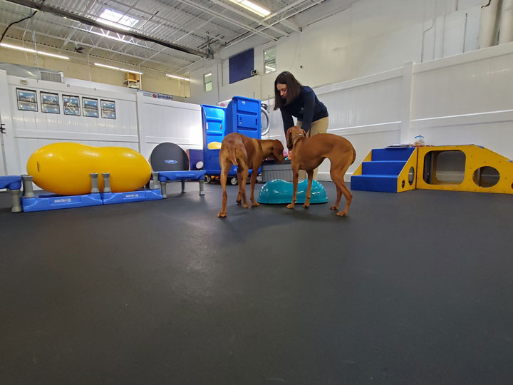 inside dogizone, two dogs and a trainer