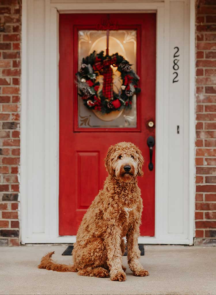 holiday pet safety checklist