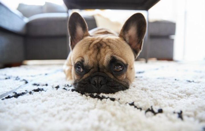 Pet friendly home decor carpet