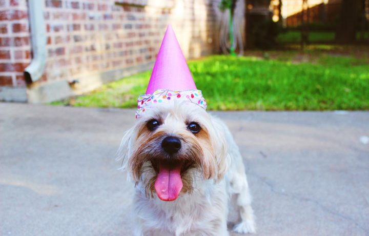 How to throw the perfect dog party