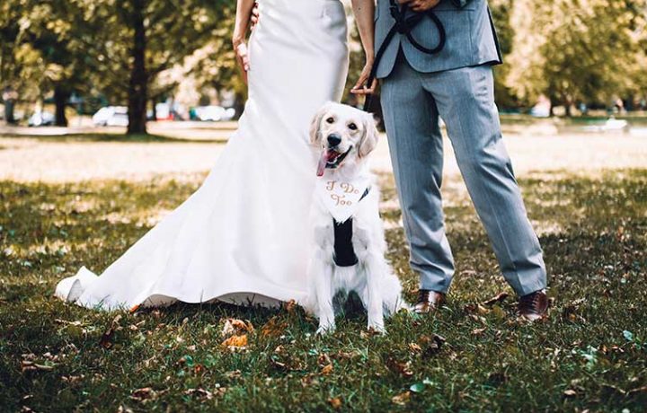 dog and wedding