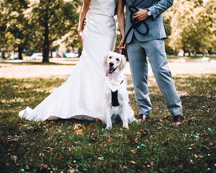 dog and wedding