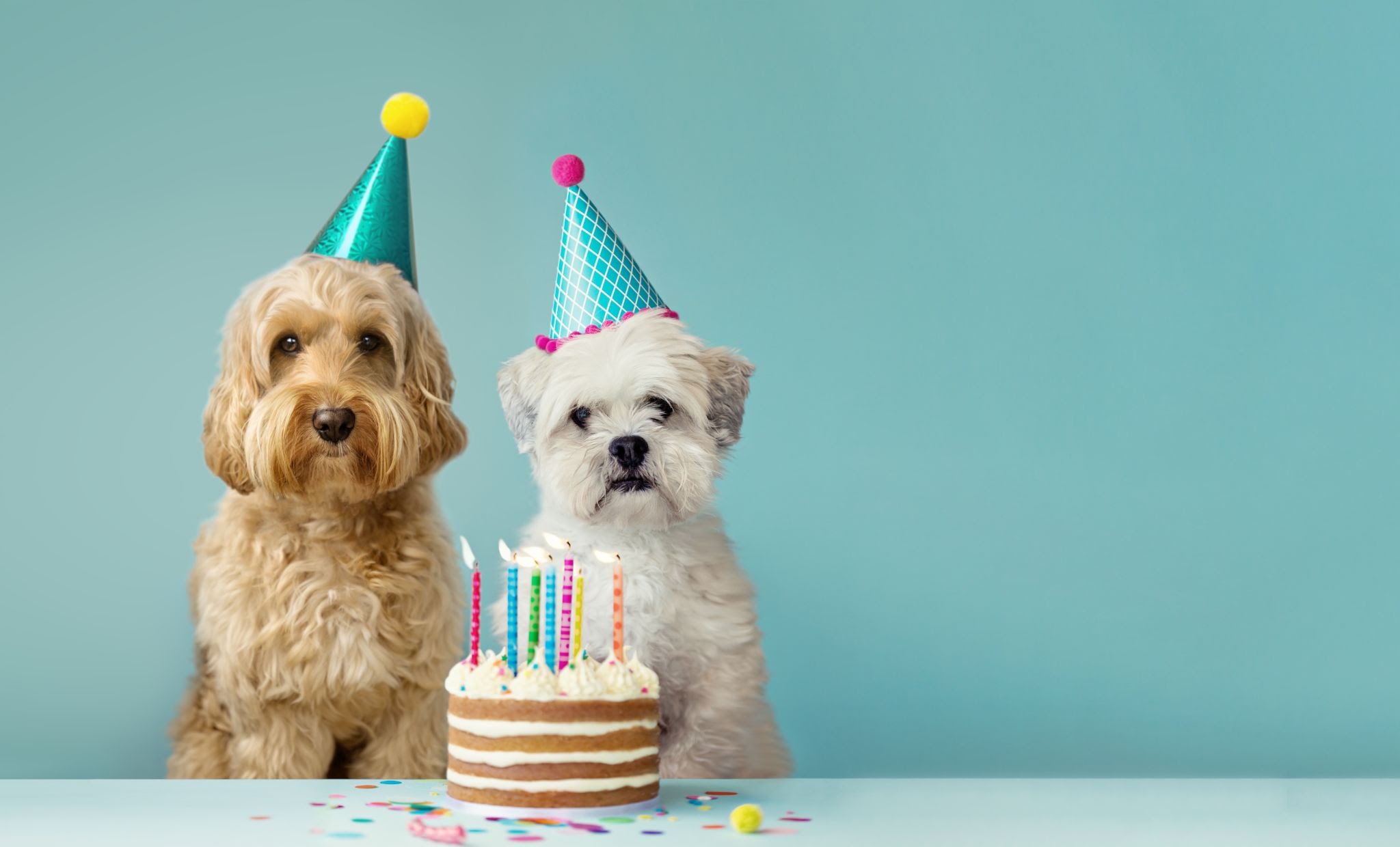 How to Throw the Perfect Party for Your Dog